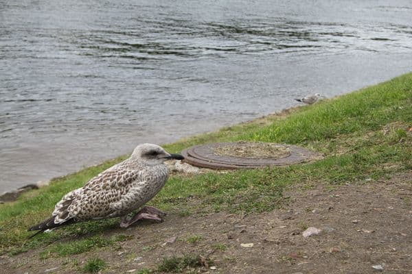 Petersburg, bird
