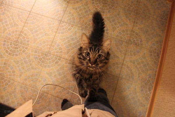 Petersburg, cat