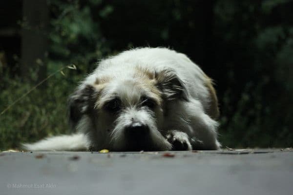 Ankara, dog