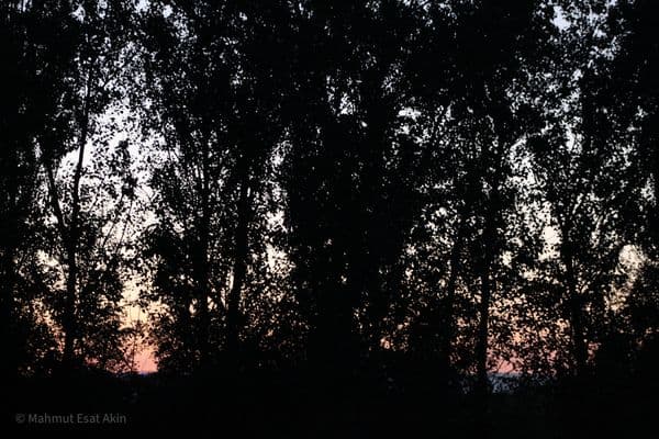 Ankara, sunset, forest