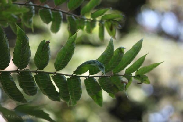 Ankara, leaves